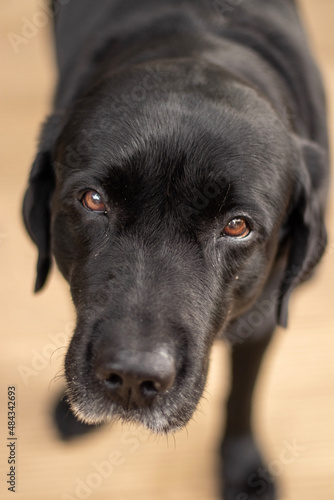 black dog portrait