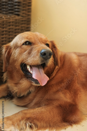golden retriever puppy