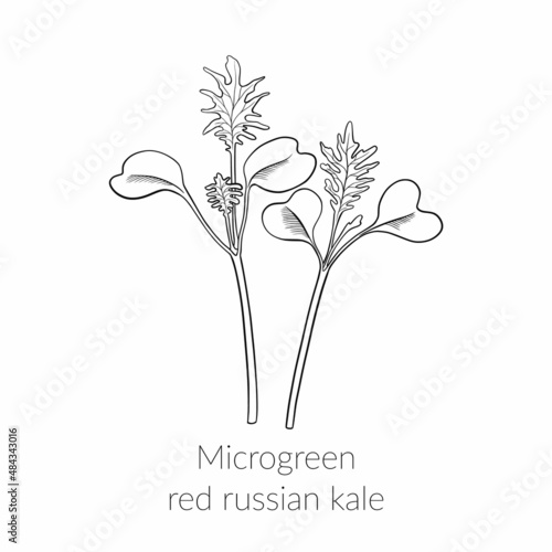 Young microgreen red russian kale sprouts, kale microgreen growing, young green leaves, healthy lifestyle concept, vegan healthy food. Vector line graphics on a white background.