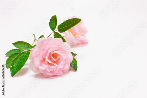 Beautiful flower  pink rose  with selected focus. floral isolated on white background. concept  love wedding 14 February  wedding anniversary  Valentine s Day  wallpaper marriage