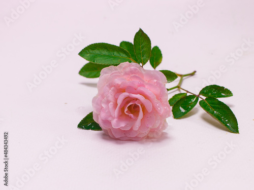 Beautiful flower  pink rose  with selected focus. floral isolated on white background. concept  love wedding 14 February  wedding anniversary  Valentine s Day  wallpaper marriage