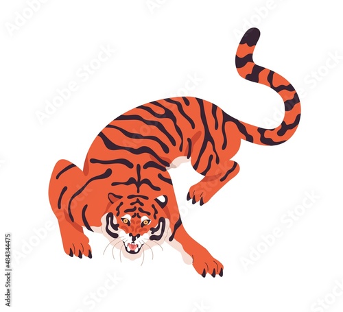 Striped Amur tiger crawling and roaring. Aggressive wild cat crouching. Angry...