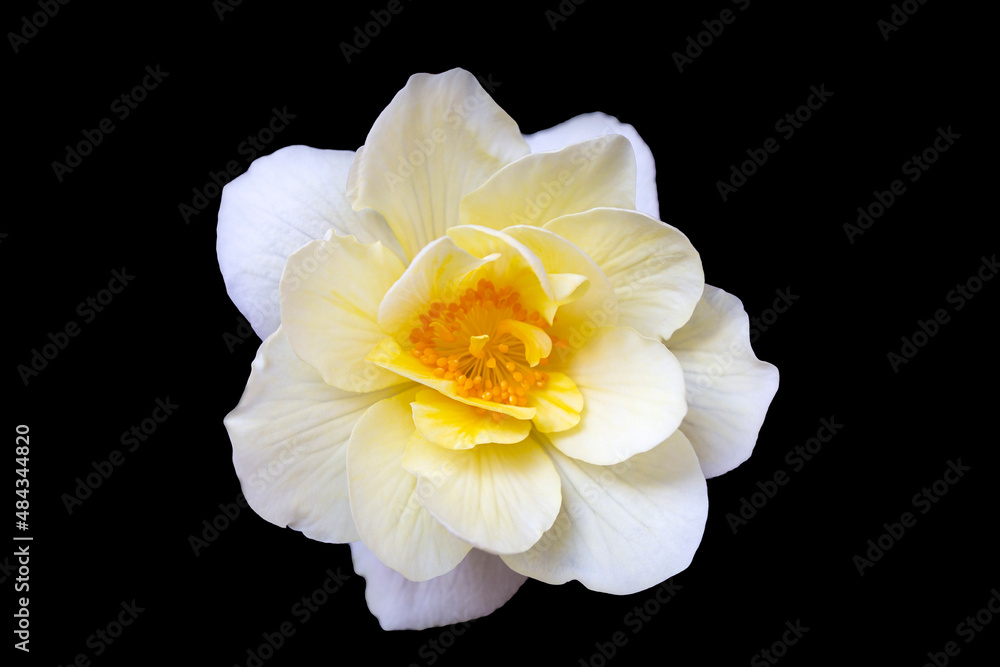 Delicate white-yellow begonia flower, isolate on black background with copy space. Home flowers, hobby. Floral card.