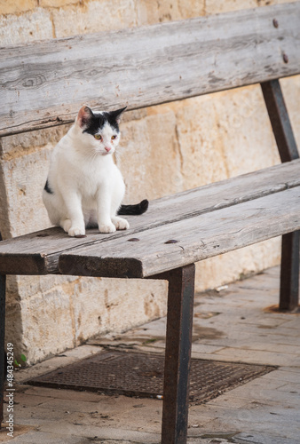 Beautiful Cat in the Streets of Donnalucata, Scicli, Ragusa, Sicily, Italy, Europe