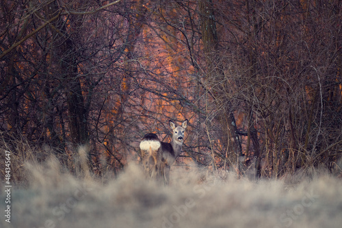 deer in the woods the firs rays