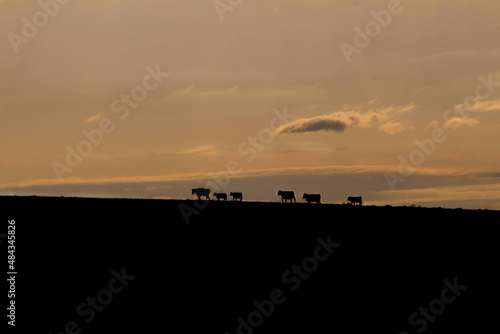 Silhouetted Cows