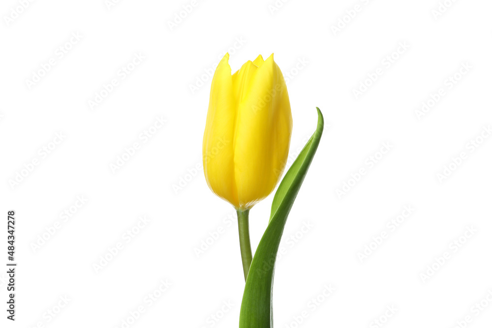 Yellow tulip isolated on white background, close up Yellow tulip isolated on white background, close up