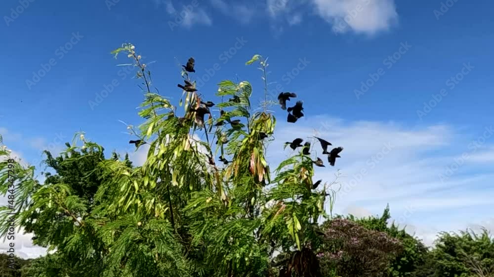 Slow motion flocking of birds against a background of blue sky Slow motion flocking of birds against a background of blue sky
