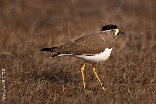 A Yellow-wattled Lapwing basking in the morning sun near the jungle of Pune in India.