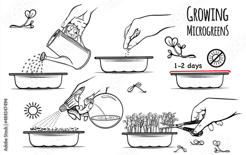 Growing microgreens set hand drawn sketch vector