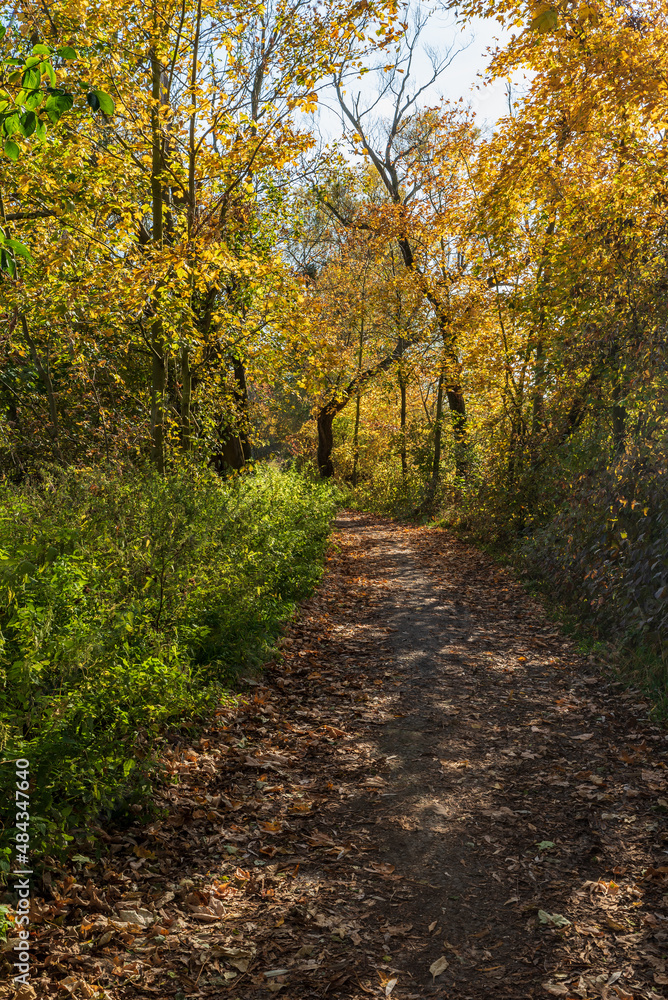 Footpath with fallen leaves and colourful trees Footpath with fallen leaves and colourful trees