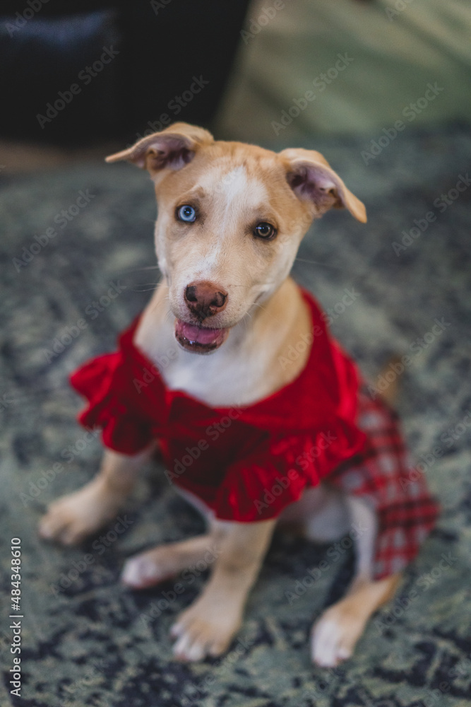 puppy in christmas dress smiling at the camera