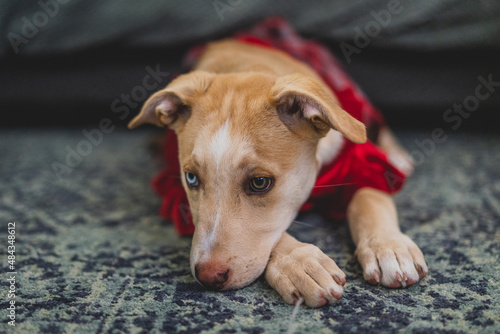 cute puppy laying down on carpet with christmas dress