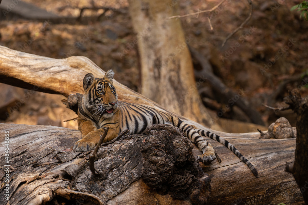 Tiger in the nature habitat. Tiger male walking head on composition. Wildlife scene with danger animal. Hot summer in Rajasthan, India. Dry trees with beautiful indian tiger, Panthera tigris Tiger in the nature habitat. Tiger male walking head on composition. Wildlife scene with danger animal. Hot summer in Rajasthan, India. Dry trees with beautiful indian tiger, Panthera tigris