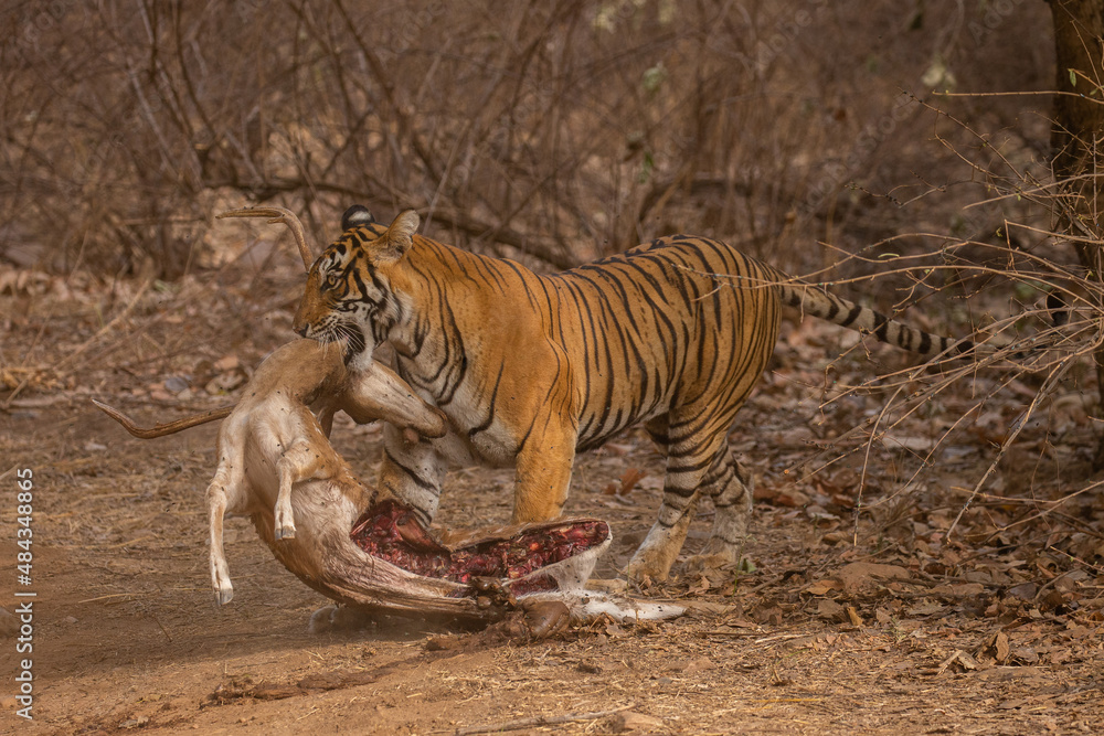 Fototapeta premium Tiger in the nature habitat. Tiger male walking head on composition. Wildlife scene with danger animal. Hot summer in Rajasthan, India. Dry trees with beautiful indian tiger, Panthera tigris