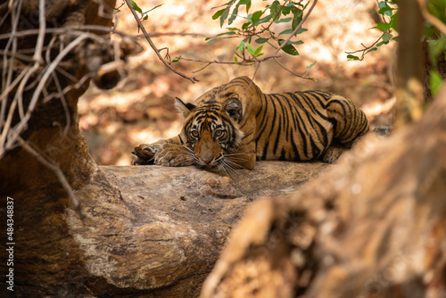 Tiger in the nature habitat. Tiger male walking head on composition. Wildlife scene with danger animal. Hot summer in Rajasthan, India. Dry trees with beautiful indian tiger, Panthera tigris