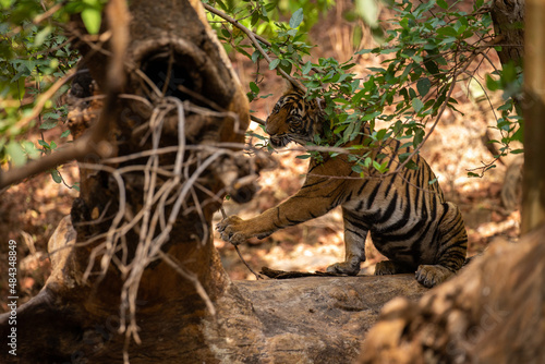 Tiger in the nature habitat. Tiger male walking head on composition. Wildlife scene with danger animal. Hot summer in Rajasthan  India. Dry trees with beautiful indian tiger  Panthera tigris