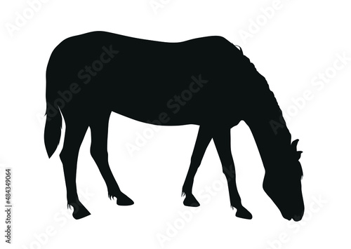 A black silhouette of a grazing horse. Animal horse eats grass