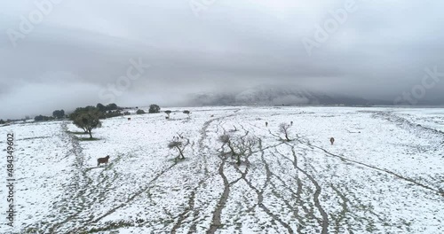Wallpaper Mural Aerial view of cattle in a field with snow, Sefat, Upper Galilee, Israel. Torontodigital.ca