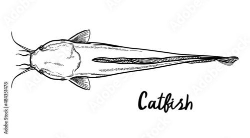 vector black catfish stripes on a white background