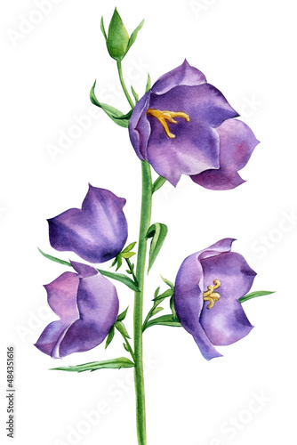Bluebell on a white background. Watercolor botanical illustration, floral hand drawn