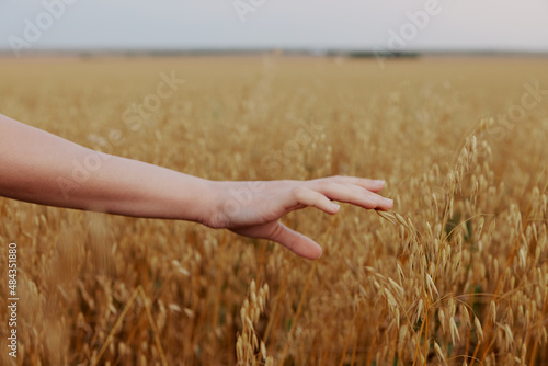 human hand wheat crop agriculture industry fields Fresh air