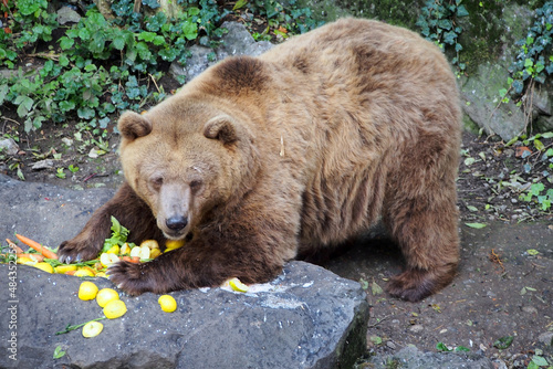 A big brown bear guarding his food.