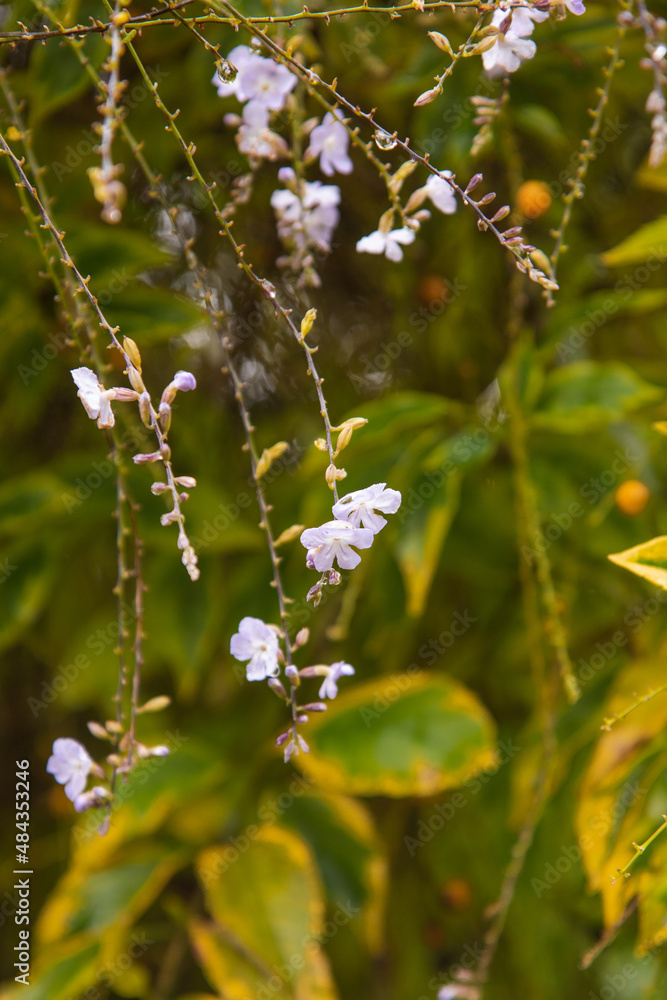 flowers of a tree