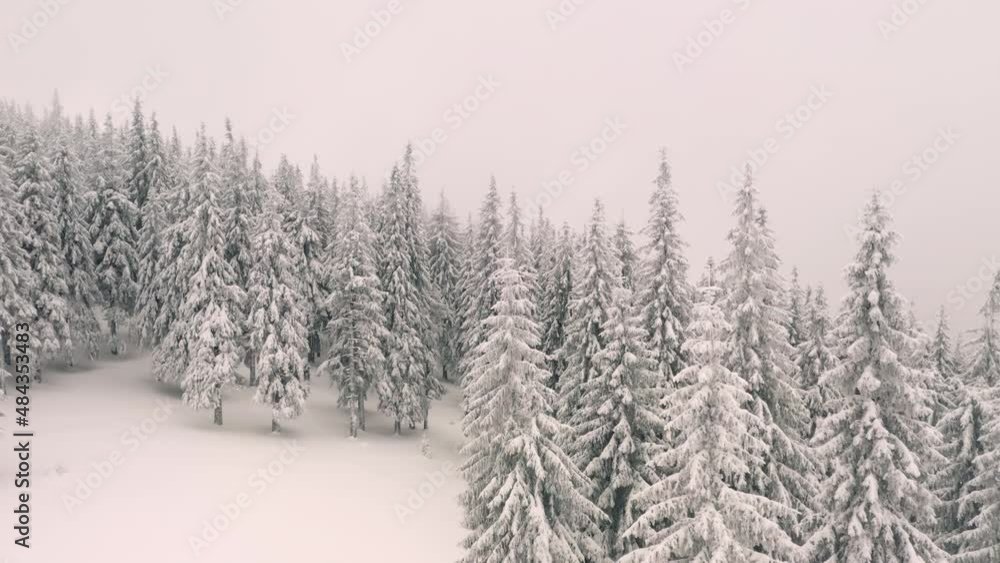 Splendid winter scene from a bird's eye view. Filmed in 4k, drone video. Splendid winter scene from a bird's eye view. Filmed in 4k, drone video.
