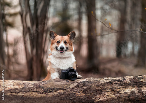 photographer corgi dog stands in the park with a camera in the spring park