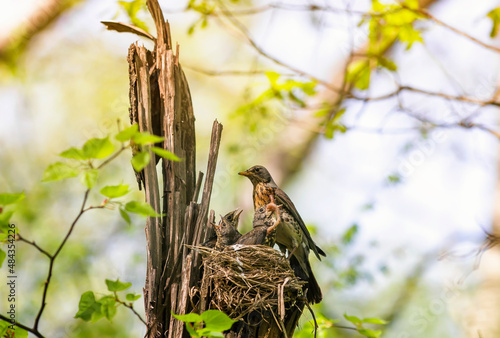 parents of the thrush bird feed worms to their chicks in a nest on a tree in ...
