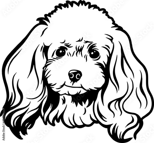 Poodle - Funny Dog, Vector File, Stencil for Tshirt