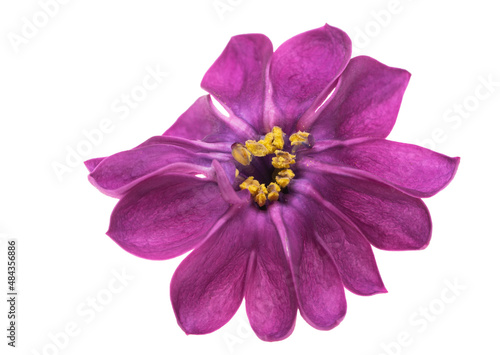 lilac flower closeup isolated