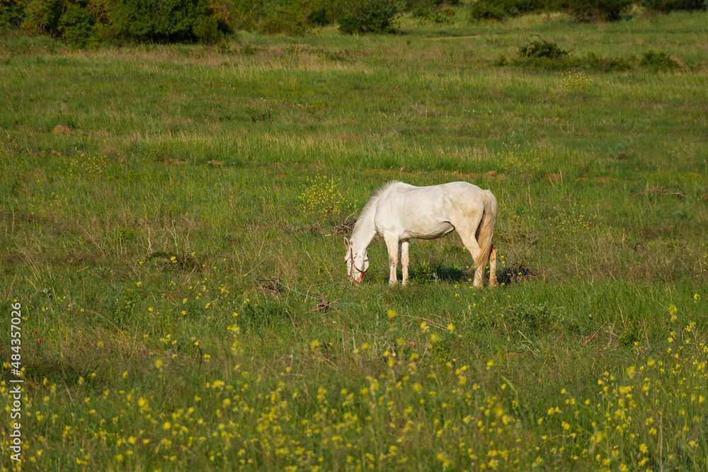 Fototapeta premium White horse meadow. Green spring sunny landscape. Blooming yellow fields. One animal grazes and eats grass. The concept of household, farm, country life. Portrait of a graceful horse without people