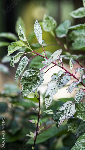 A closuep shot of green leaves of a houseplants in sunlight photo