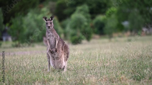 Mother Kangaroo with baby joey emerging from pouch in field of green grass looking at camera photo