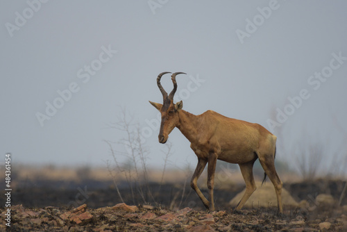 Lone Red Hartebeest walking in dry savannah environment photo