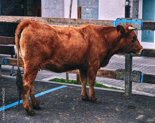 FERIA ELGOIBAR photo