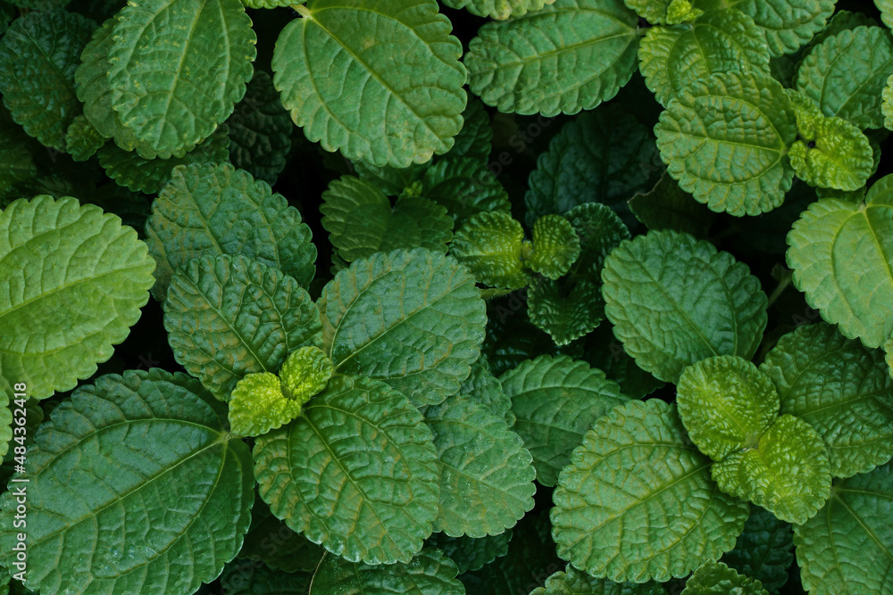 Close up of green mint plant growing in the vegetable garden. Close up of green mint plant growing in the vegetable garden.