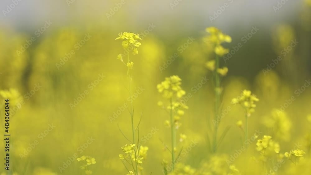 blooming mustard flowers in the large field of village blooming mustard flowers in the large field of village