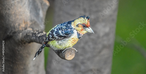 A Crested barbet (Trachyphonus vaillantii) perched on a tree branch in South Africa photo