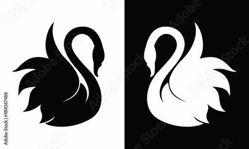 black and white swans