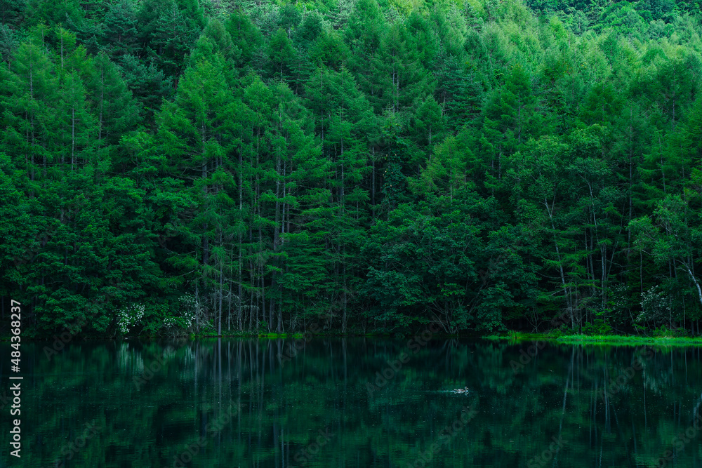 Mishaka pond shines the emerald green inverted shadow , and a duck freely swims in summer Japan. Mishaka pond shines the emerald green inverted shadow , and a duck freely swims in summer Japan.