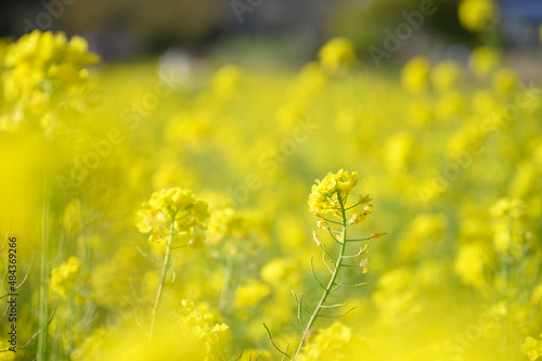 A field of rape blossoms in full bloom  easy to use for banners.