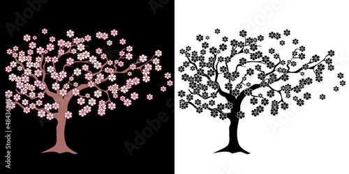 illustration vectorielle détourée d’un cerisier en fleur, un arbre en couleur sur un fond noir et un en silhouette noire sur un fond blanc. photo