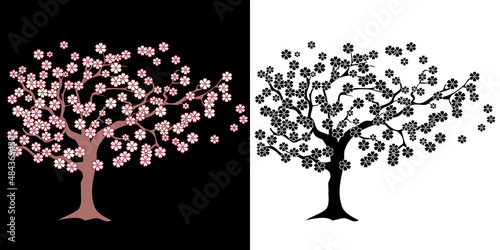illustration vectorielle détourée d’un cerisier en fleur, un arbre en couleur sur un fond noir et un en silhouette noire sur un fond blanc.