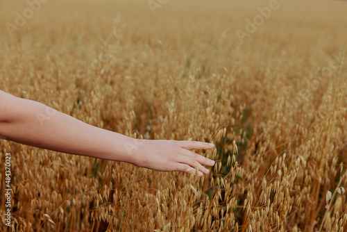 female hand wheat fields agriculture harvesting Fresh air unaltered