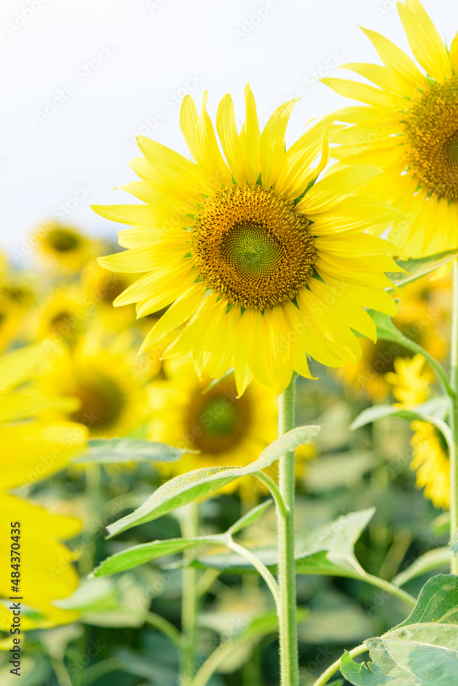 Fresh sunflower with blue sky in sunshine day