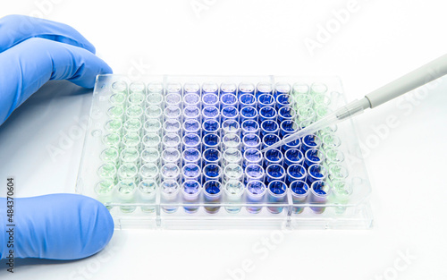 Scientist is putting reagents into 96 well micro plate with a single channel pipette for biological experiment photo