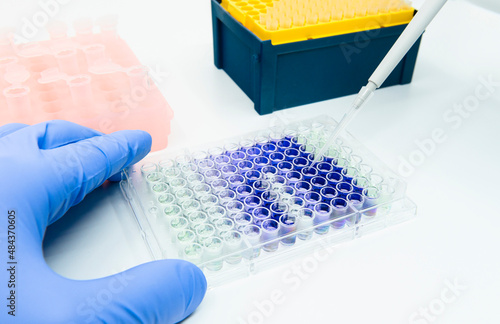 Scientist is putting reagents into 96 well micro plate with a single channel pipette for calculating protein concentration